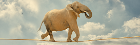 Elephant on wire